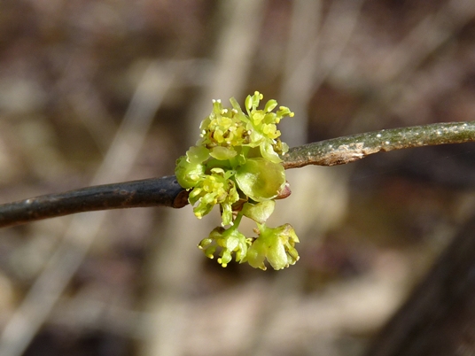 {Lindera benzoin}